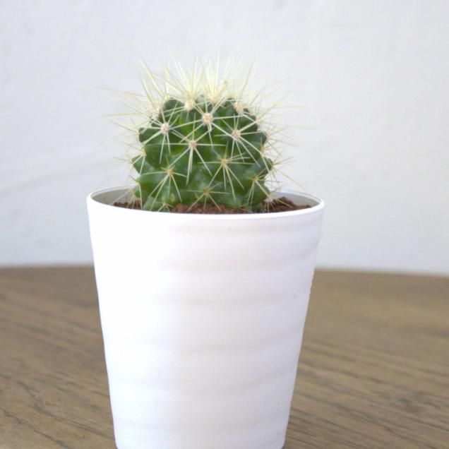 植物 - 観葉植物・生花・ドライフラワー通販 SULK GREEN