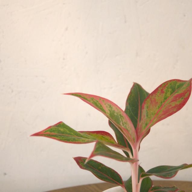 植物 - 観葉植物・生花・ドライフラワー通販 SULK GREEN