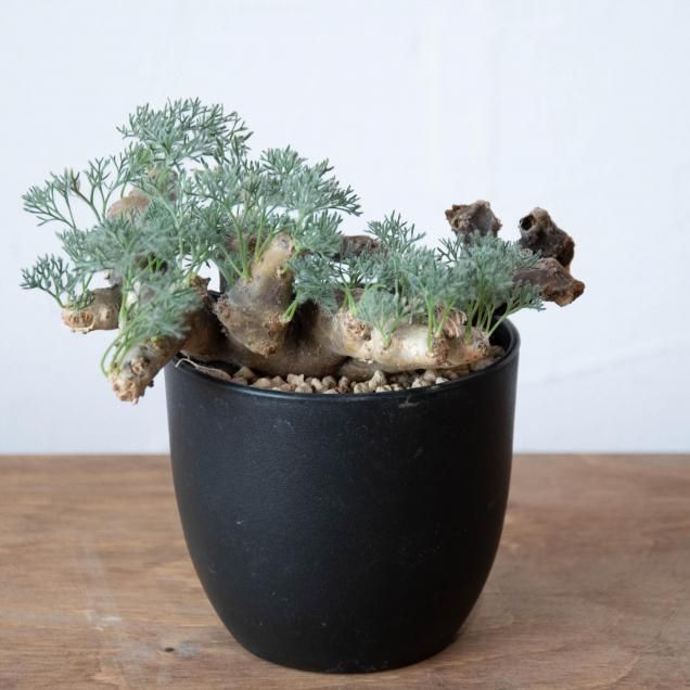 植物 - 観葉植物・生花・ドライフラワー通販 SULK GREEN