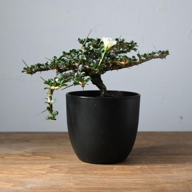 󥽥˥ Хǥꥨƥʥ륳ХꥨƥB