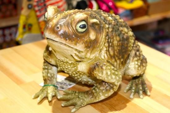 ガマガエル ガマガエル