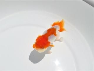 2歳魚 - 本命筋らんちゅう園
