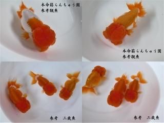 当歳魚 - 本命筋らんちゅう園