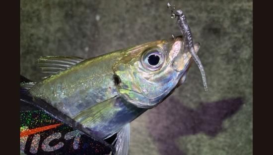 バス釣り ワーム ルアー ツールボックス セット売り