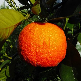小豆島産有機橙（ダイダイ）果実