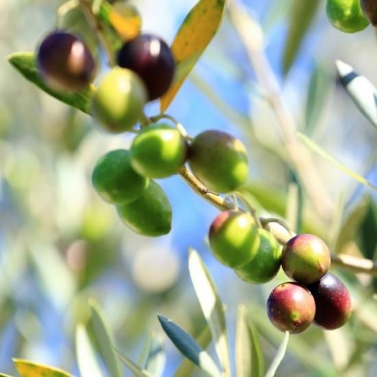 ルッカ種］【2025年秋搾り】小豆島産有機エキストラバージンオリーブ