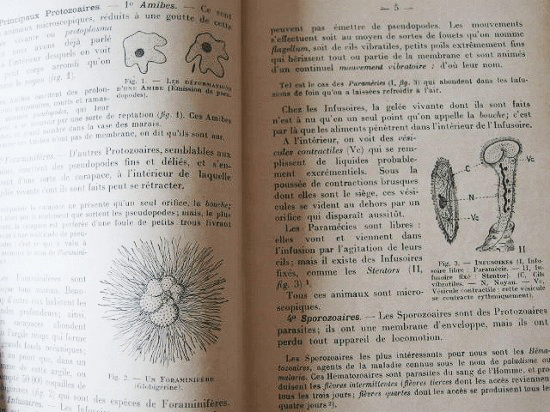 フランス　アンティークの自然科学の本