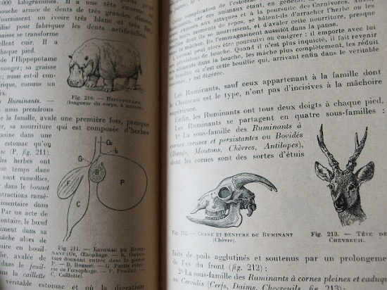 フランス　アンティークの自然科学の本