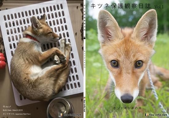 キツネ写真集 キツネ保護観察日誌 Vol 1 ホンドギツネの令 キツネグッズショップ キツネ写真館