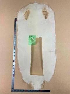 短冊用、サメ端材 - 日本刀｜刀剣や居合道着の通販なら池田美術 居合刀