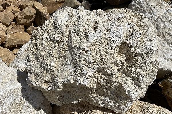 ガジュマル　琉球石灰岩巻き付 琉球ロック（400mm内外）＜価格,サイズ,色＞｜庭ガーデニングの粋で