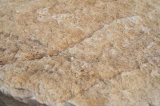 ܾ쥤ꥢ ȥ˥ȡ  600mm ץ 1