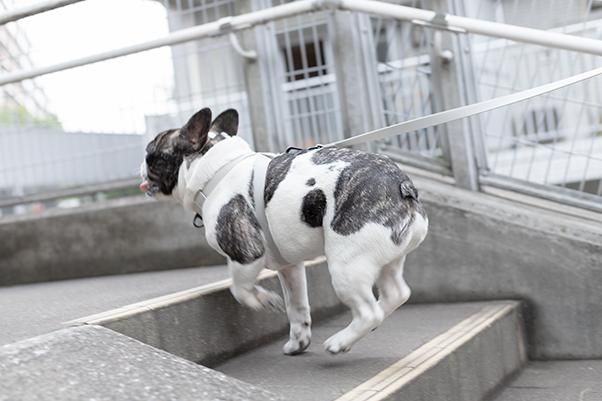楽天市場】サイズ交換無料 犬用 ハーネス 防水軽量