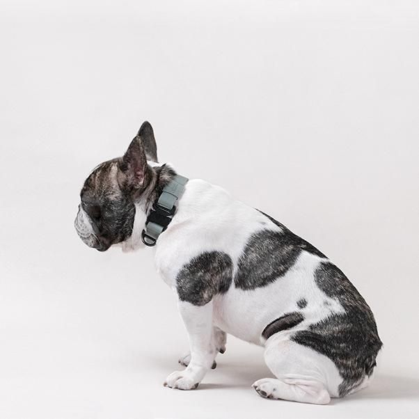 Lambwolf Collective】AVA QUICK-RELEASE METAL BUCKLE COLLAR