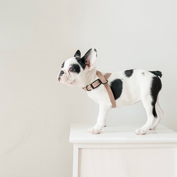 <img class='new_mark_img1' src='https://img.shop-pro.jp/img/new/icons20.gif' style='border:none;display:inline;margin:0px;padding:0px;width:auto;' /> WATERPROOF 8STYLE DOG HARNESS B-TYPE