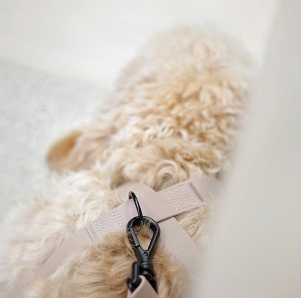 <img class='new_mark_img1' src='https://img.shop-pro.jp/img/new/icons20.gif' style='border:none;display:inline;margin:0px;padding:0px;width:auto;' /> WATERPROOF 8STYLE DOG HARNESS B-TYPE