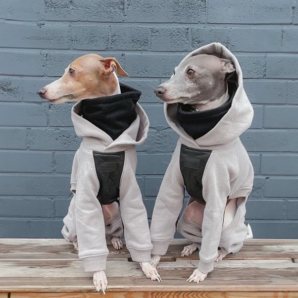 All-in-one Hoodie for Sighthound<img class='new_mark_img2' src='https://img.shop-pro.jp/img/new/icons1.gif' style='border:none;display:inline;margin:0px;padding:0px;width:auto;' />