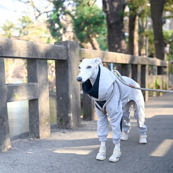 All-in-one Hoodie for Sighthound<img class='new_mark_img2' src='https://img.shop-pro.jp/img/new/icons1.gif' style='border:none;display:inline;margin:0px;padding:0px;width:auto;' />