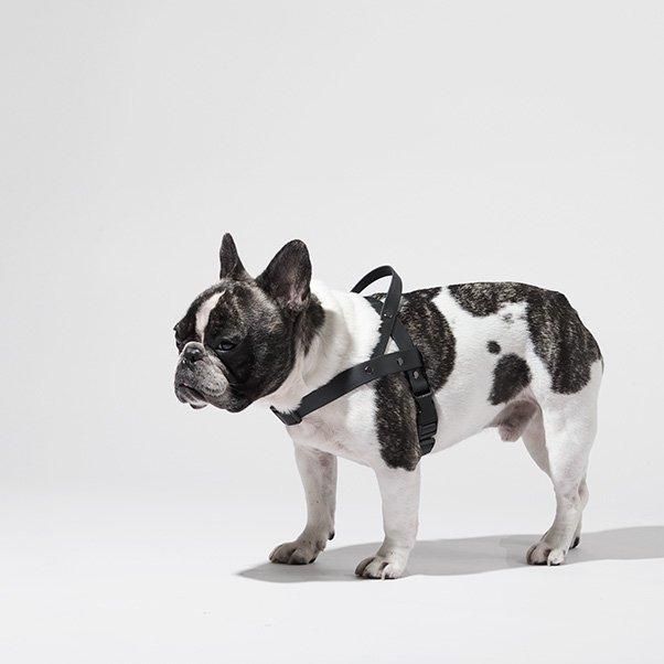 Norwegian harness abu edition