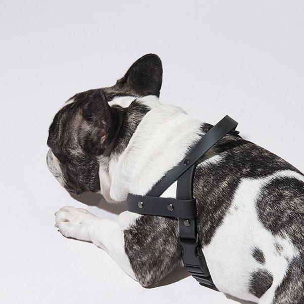 Norwegian harness abu edition