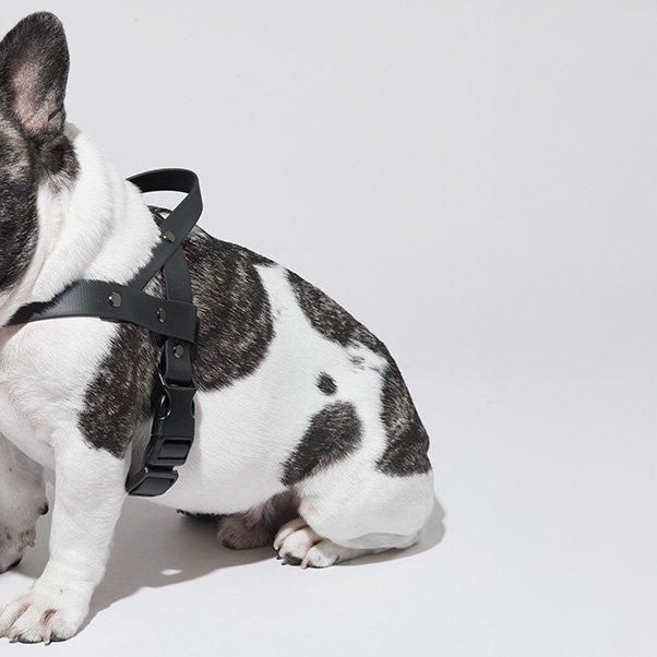 Norwegian harness abu edition