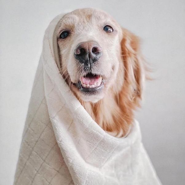 <img class='new_mark_img1' src='https://img.shop-pro.jp/img/new/icons5.gif' style='border:none;display:inline;margin:0px;padding:0px;width:auto;' />BABY FLEECE TOWEL
