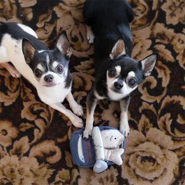 <img class='new_mark_img1' src='https://img.shop-pro.jp/img/new/icons1.gif' style='border:none;display:inline;margin:0px;padding:0px;width:auto;' />SARDINES