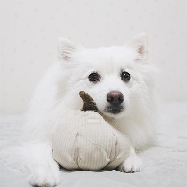 <img class='new_mark_img1' src='https://img.shop-pro.jp/img/new/icons1.gif' style='border:none;display:inline;margin:0px;padding:0px;width:auto;' />BOO