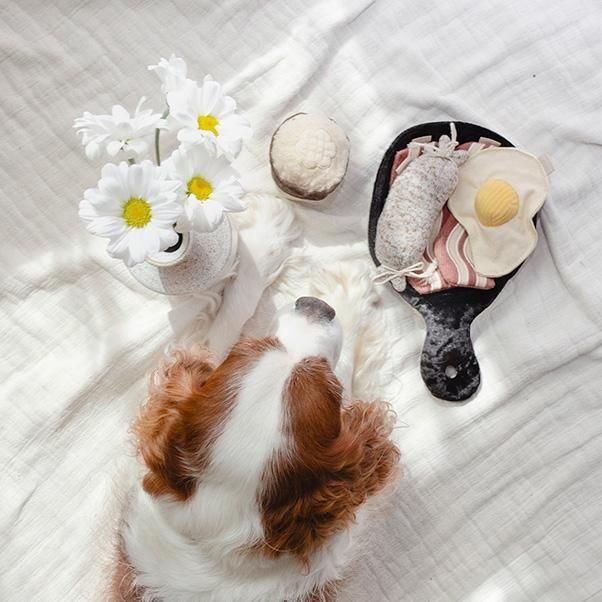 <img class='new_mark_img1' src='https://img.shop-pro.jp/img/new/icons1.gif' style='border:none;display:inline;margin:0px;padding:0px;width:auto;' />BFAST SET