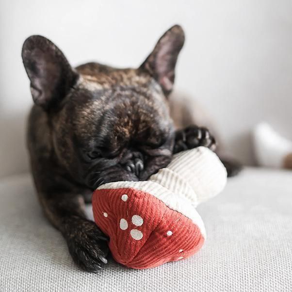 <img class='new_mark_img1' src='https://img.shop-pro.jp/img/new/icons1.gif' style='border:none;display:inline;margin:0px;padding:0px;width:auto;' />SHROOM