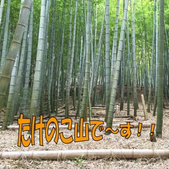 桑名のたけのこ 朝堀りタケノコ 白子たけのこ 筍 竹の子 桑名のたけのこ 朝堀りタケノコ 白子たけのこ 筍 竹の子