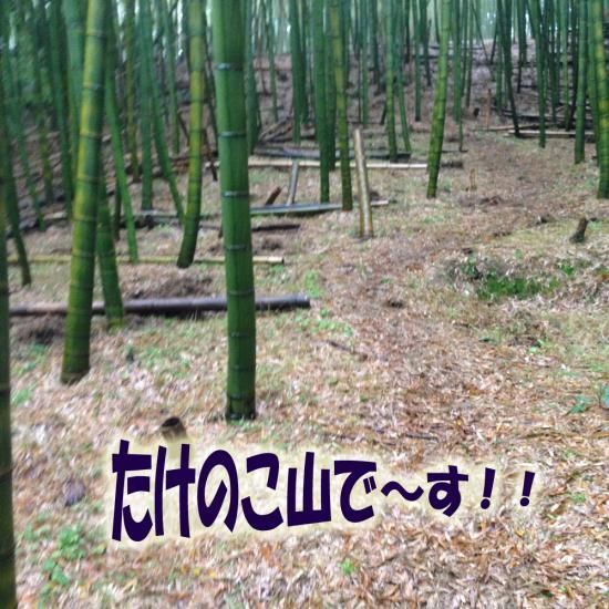 桑名のたけのこ 朝堀りタケノコ 白子たけのこ 筍 竹の子 桑名のたけのこ 朝堀りタケノコ 白子たけのこ 筍 竹の子