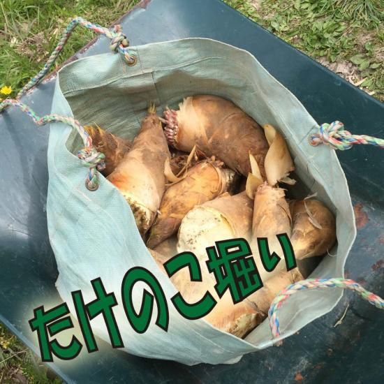 桑名のたけのこ 朝堀りタケノコ 白子たけのこ 筍 竹の子 桑名のたけのこ 朝堀りタケノコ 白子たけのこ 筍 竹の子