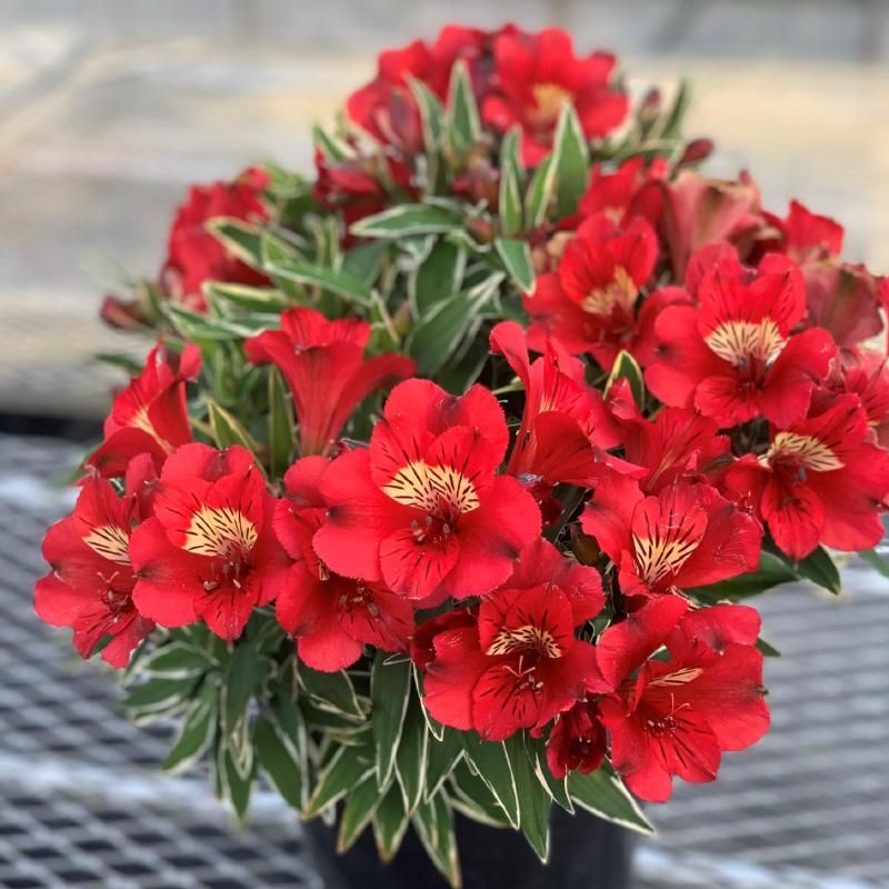 <img class='new_mark_img1' src='https://img.shop-pro.jp/img/new/icons14.gif' style='border:none;display:inline;margin:0px;padding:0px;width:auto;' />륹ȥꥢƥʡ