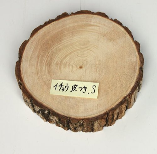 木の年輪板 イチョウ 樹皮つき Ｓサイズ（15-20ｃｍ）