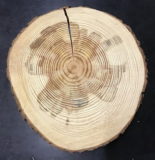 木の年輪板 マツ 樹皮つき Ｓサイズ（15-20ｃｍ）