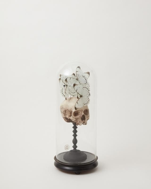 Glass Dome - butterfly