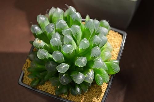 多肉植物10種類ハオルチアセット | 群馬県太田市 | ふるさと納税