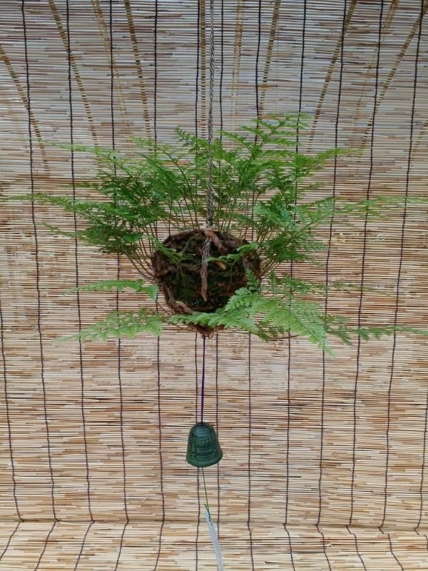 日本産つりしのぶ 約9cm玉 南部鉄器風鈴付 つりしのぶ園 オンラインショップ 日本産つりしのぶ 約9cm玉 南部鉄器風鈴付 つりしのぶ園 オンラインショップ