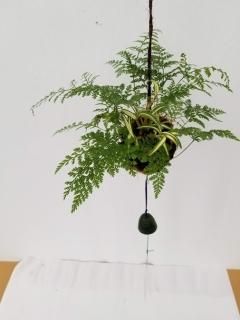観葉植物　釣り忍　☆☆☆☆☆☆☆ 楽天市場】吊りシノブの通販
