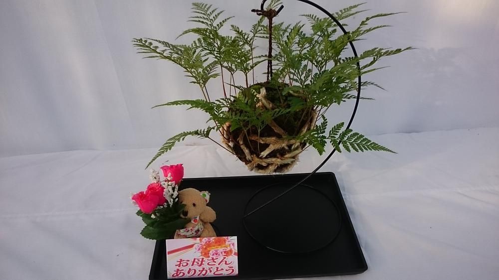 つりしのぶ園 オンラインショップ つりしのぶ園 オンラインショップ
