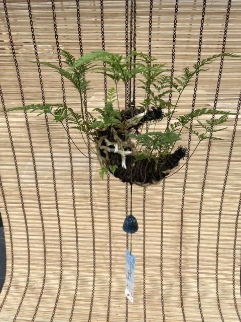 常緑つりしのぶ 三日月型 中 南部鉄器風鈴付 つりしのぶ園 オンラインショップ 常緑つりしのぶ 三日月型 中 南部鉄器風鈴付 つりしのぶ園 オンラインショップ