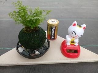 日本産つりしのぶの手入れ方法 - つりしのぶ園 オンラインショップ 日本産つりしのぶの手入れ方法 - つりしのぶ園 オンラインショップ