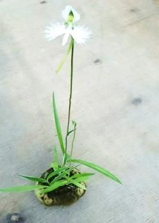 ʤˡȭ