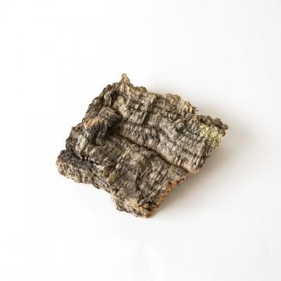 バージンコルクとはコルク樫の樹皮のこと。 バージンコルクとはコルク樫の樹皮のこと。