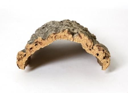 バージンコルク Mサイズ -UchiyamaCork直接販売- コウモリランの