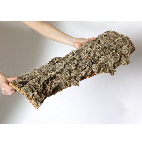 バージンコルク Lサイズ（約50cm) -UchiyamaCork直接販売- コウモリランの着生や水槽でのテラリウム、昆虫の住処におすすめ