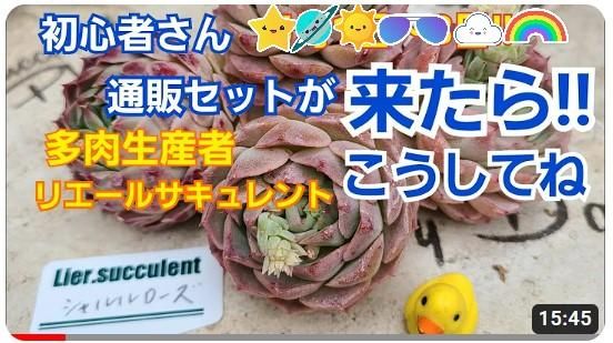 ラスト！多肉植物 葉挿しセット 増量中 42種42枚 No.40  リエール苗 ラスト！多肉植物 葉挿しセット 増量中 42種42枚 No.40 リエール苗