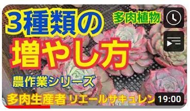 おすすめ多肉動画
