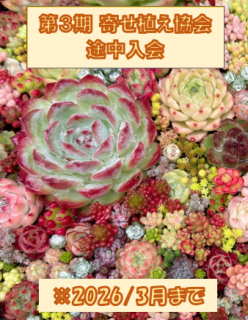 2025ǯ3ꥨ¿ʪ󤻿 10/19~10/26񡡢2026ǯ3ޤ